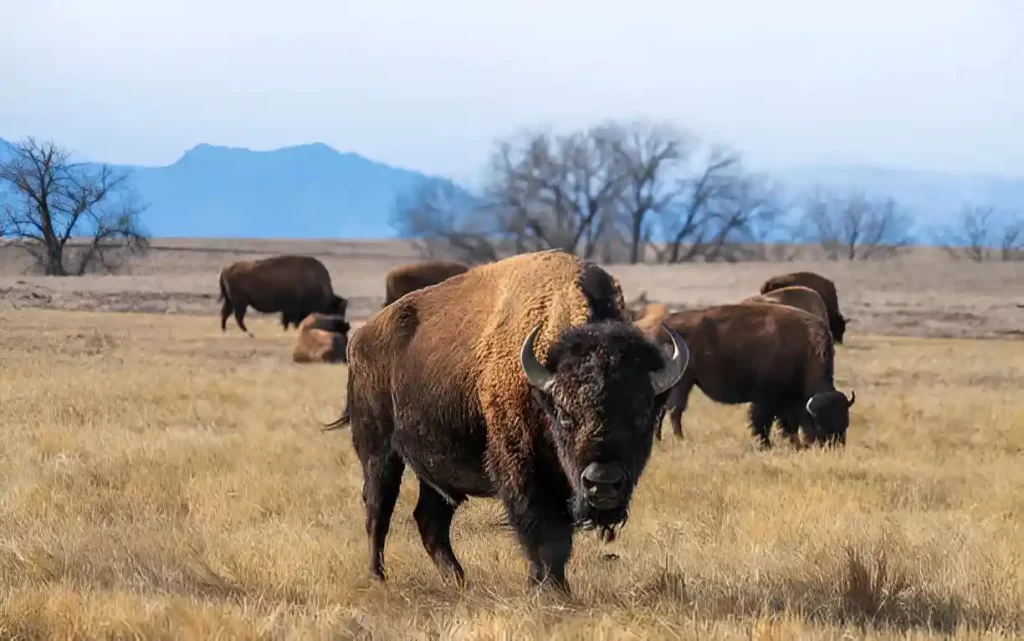 American Bison