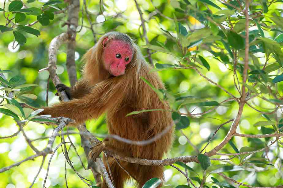 Bald Uakari