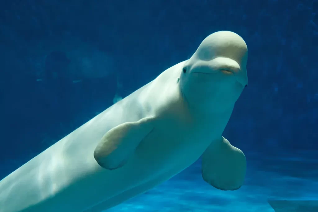 Beluga Whale