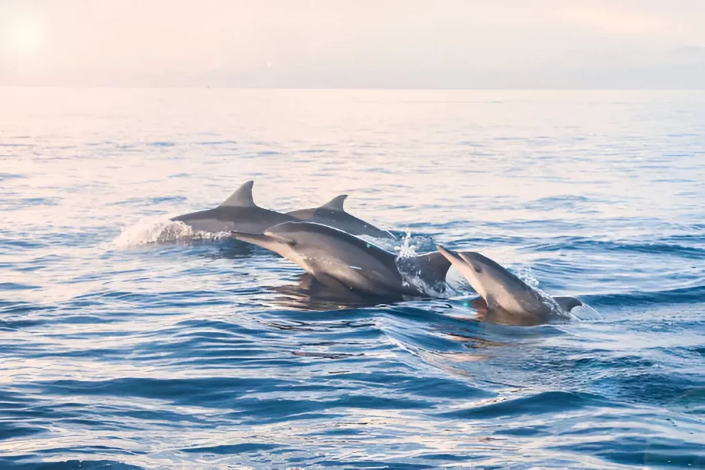 Bottlenose Dolphin