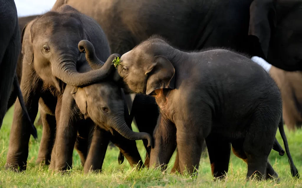 Elephant