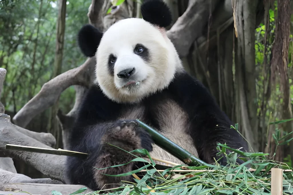 Giant Panda
