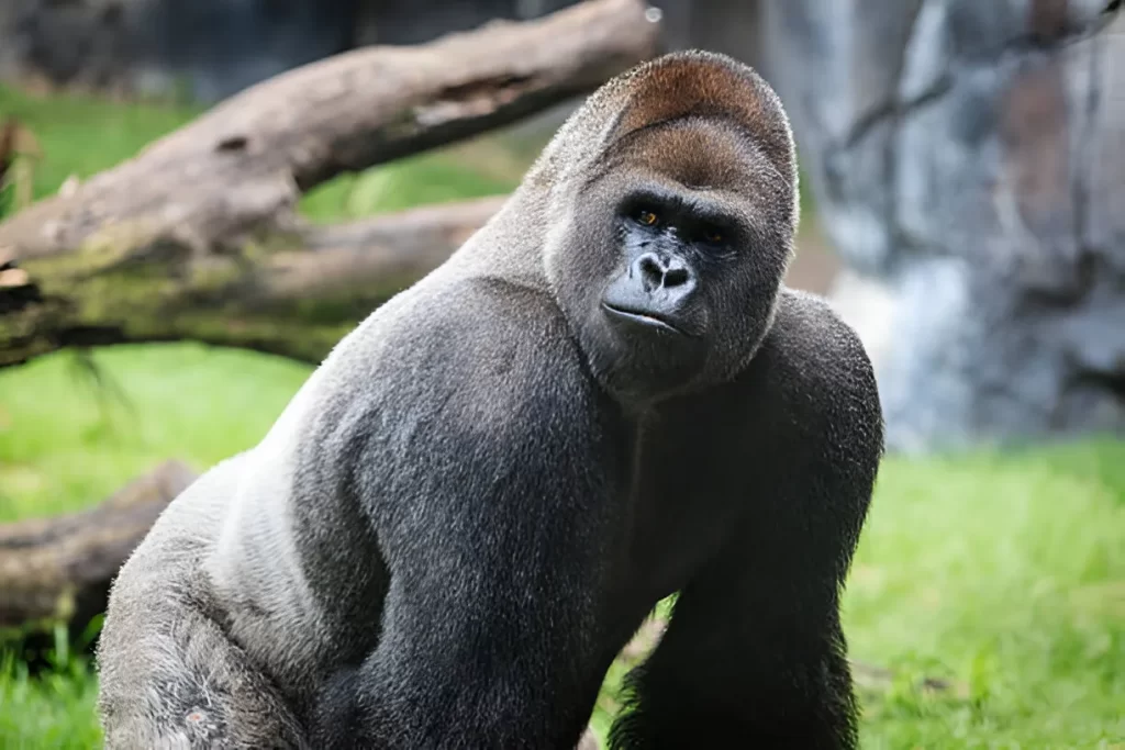 Gorilla