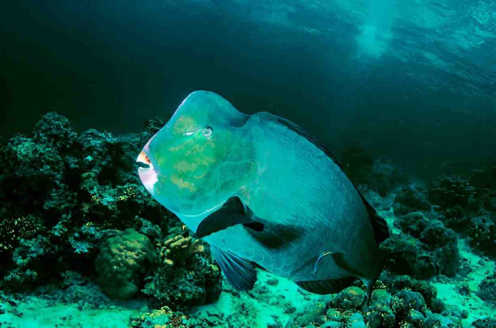 Green Humphead Parrotfish