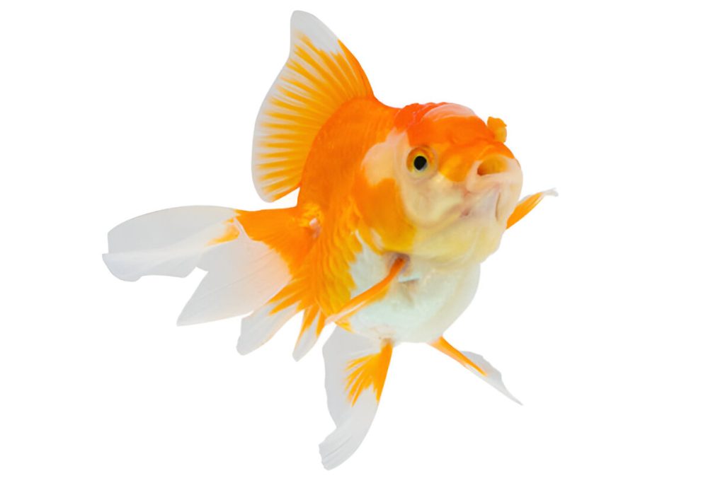 Oranda Goldfish