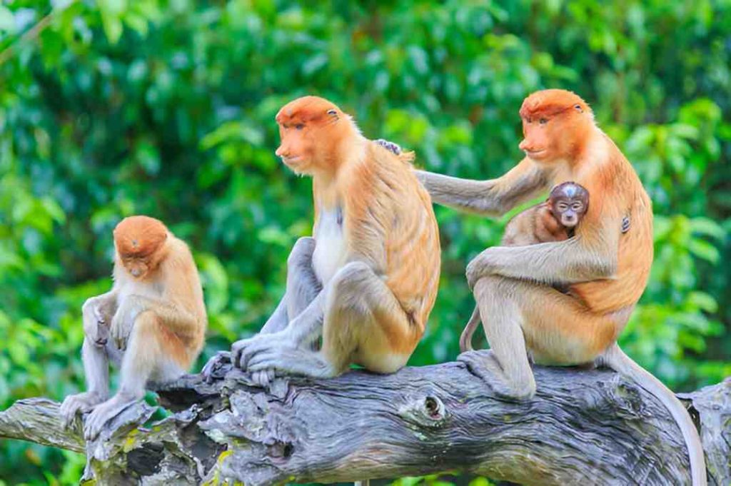 Proboscis Monkey