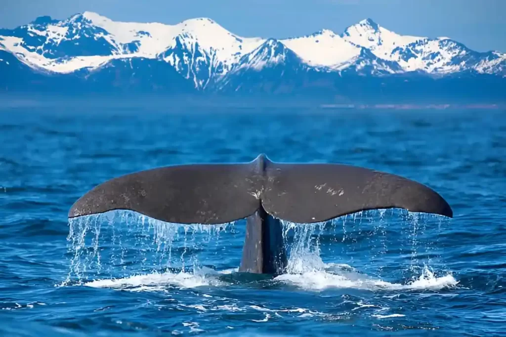 Sperm Whale