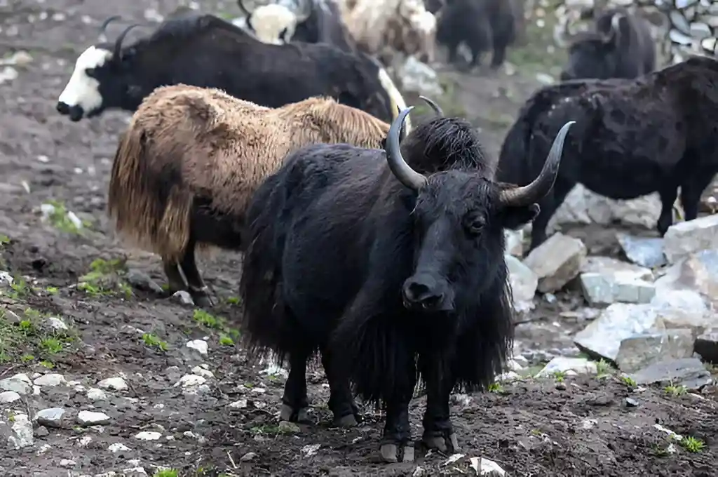 Wild Yak